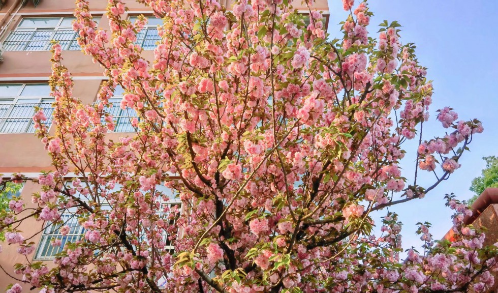 櫻花盛開.jpg